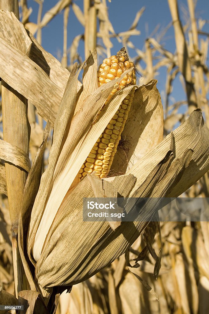 Talo de milho em uma fazenda field - Foto de stock de Agricultura royalty-free