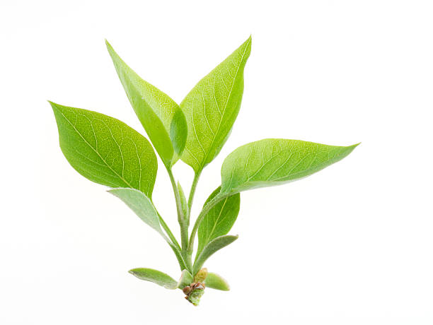 istock Nature green leaf isolated over white background 89506358
