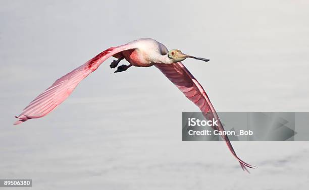 Rosalöffler Im Flug Stockfoto und mehr Bilder von Aquatisches Lebewesen - Aquatisches Lebewesen, Bedrohte Tierart, Ding Darling-Wildreservat