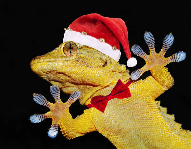 istock gecko with santa claus hat and bow tie that greets everyone 895063952