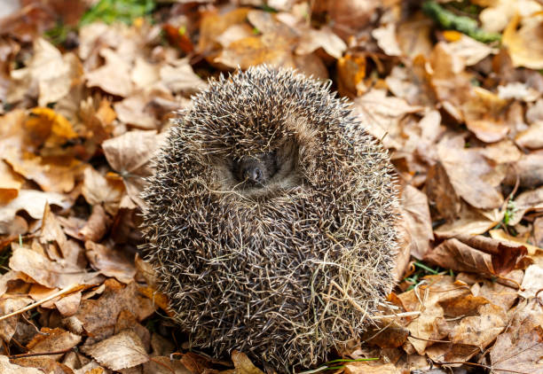istock An European Hedgehog 895064448