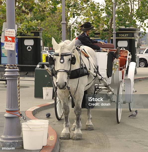 Foto de Cavalo E Carruagem e mais fotos de stock de Adulto - Adulto, Branco, Califórnia