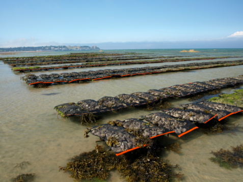 糸島の牡蠣