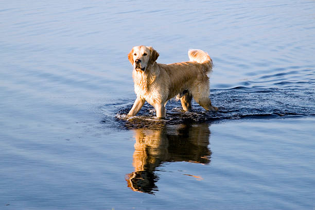 Golden Retriever na água - fotografia de stock