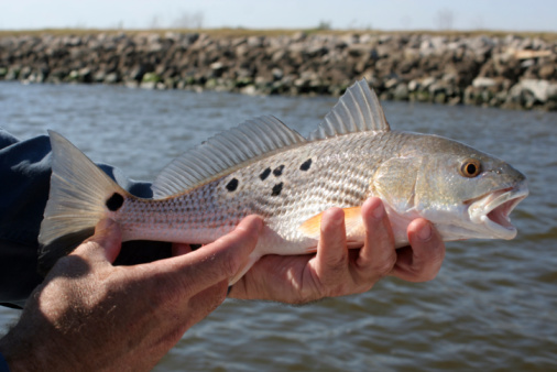 Photo of hispanic woman holding a Striped Bass which she caught in the Chesapeake Bay in the state of Maryland.  This fish weighed close to ten pounds and put up a good fight.  Striped Bass are good eating as well.