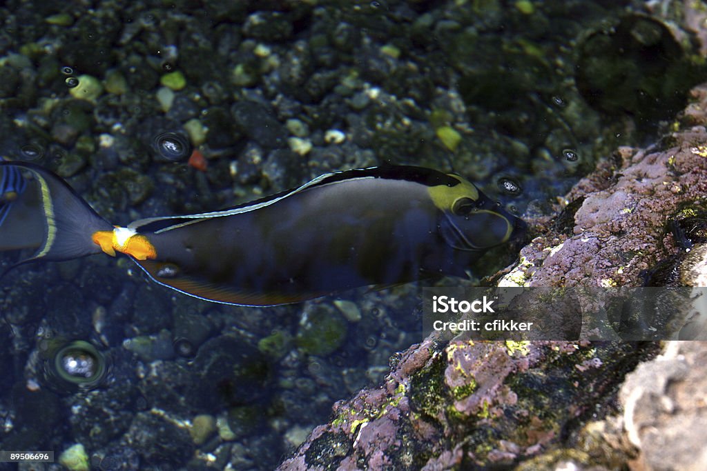 Underwater Wonders 23  Awe Stock Photo