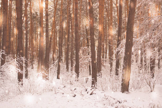 istock Tree pine spruce in magic forest winter with falling snow sunny day. 895068944