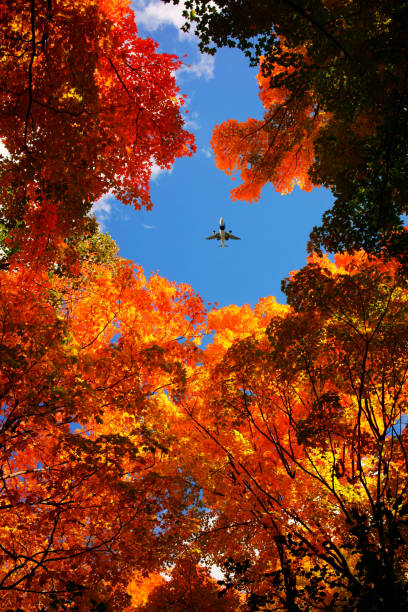 istock Leaves in fall season 895068980