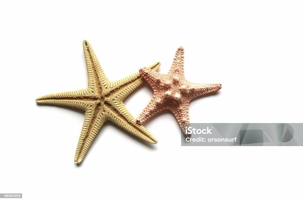 Conchas do mar - Foto de stock de Estrela-do-mar royalty-free