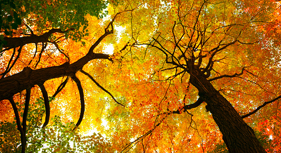 Leaves in fall season