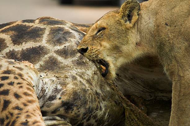 Feeding Lioness stock photo