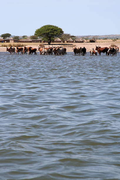 Lake Victoria stock photo