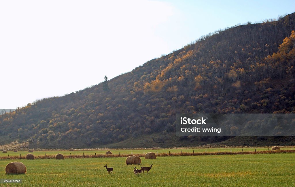 Сено Bales и Чернохвостый олень - Стоковые фото Альберта роялти-фри