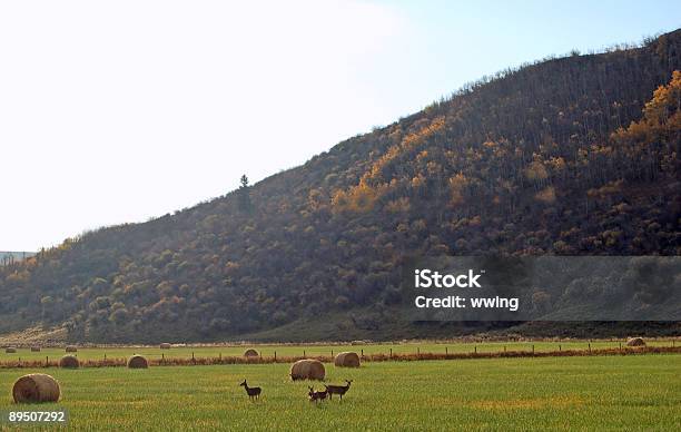 Сено Bales И Чернохвостый Олень — стоковые фотографии и другие картинки Альберта - Альберта, Без людей, Возвышенность