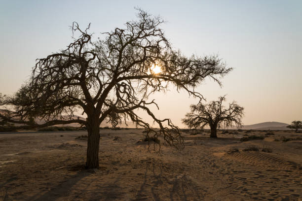 istock Trees of Namib desert 895074482