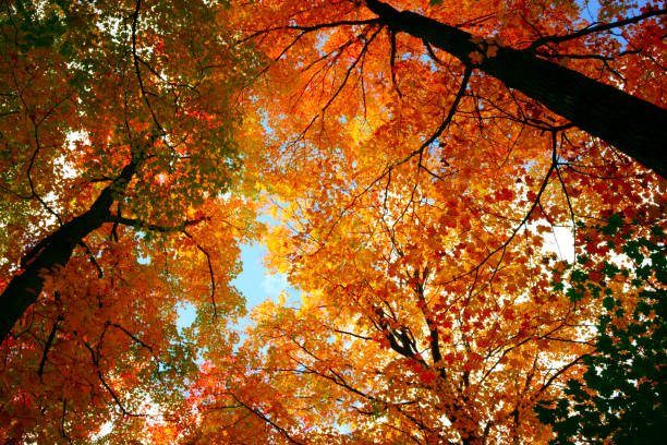 istock Leaves in fall season 895074994