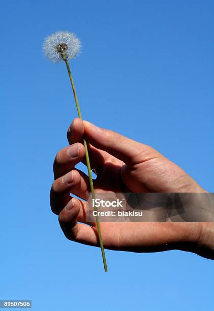 Pronto A Desiderare - Fotografie stock e altre immagini di Adolescenza - Adolescenza, Aspirazione, Baccello - Stadio di crescita floreale