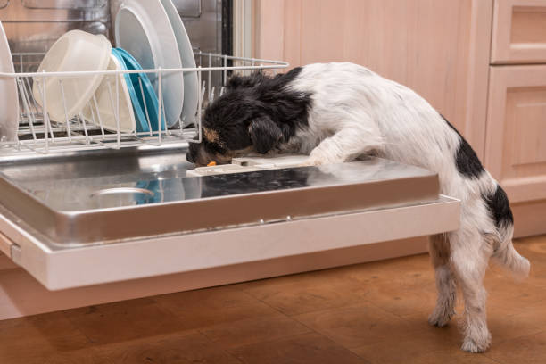 Dishwasher Dog - Jack Russell Terrier Dishwasher Dog - Cute Jack Russell Terrier in the kitchen dog dishwasher stock pictures, royalty-free photos & images