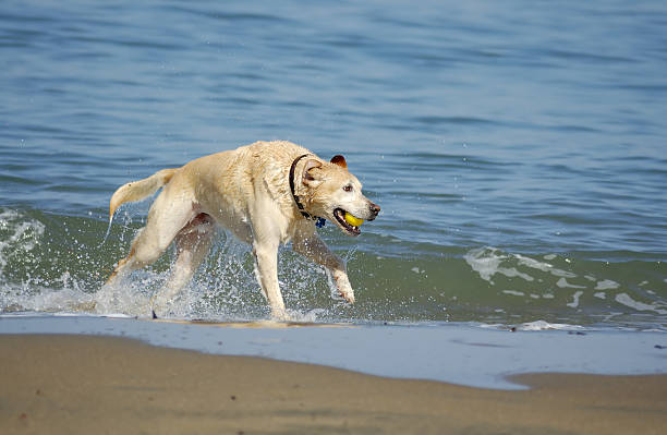 Dog running out of San Francisco Bay 5 stock photo