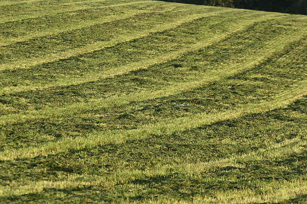 fleld - fleld fotografías e imágenes de stock