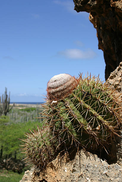 Cactus stock photo