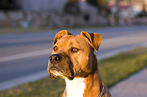 istock American Staffordshire Terrier 89508374