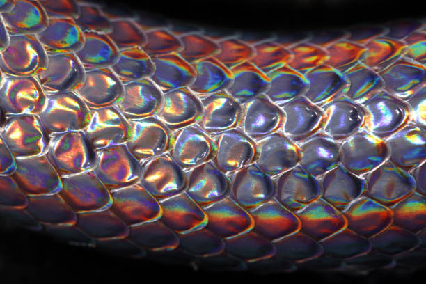 istock close up of sunbeam snake 895084964