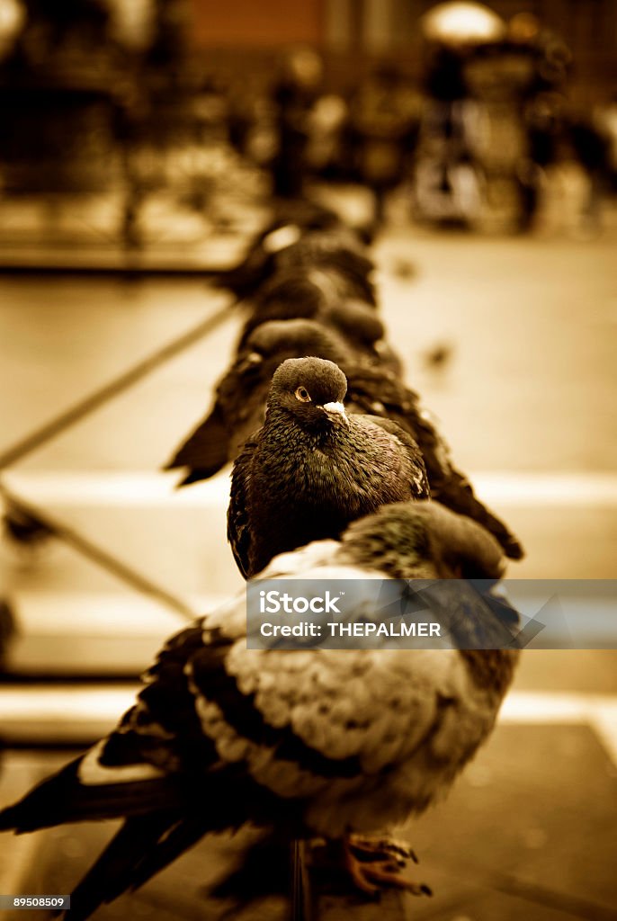 Les pigeons de la place Saint-Marc - Photo de Colombe - Oiseau libre de droits