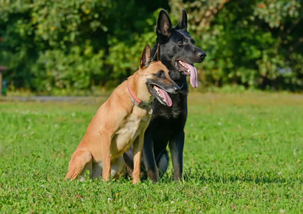 istock Belgian shepherd and east-european shepherd 895085530