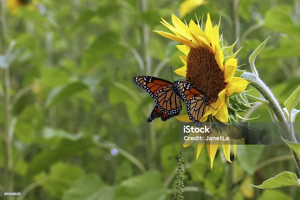 Две бабочки Монарх посетить Sunflower - Стоковые фото Бабочка роялти-фри