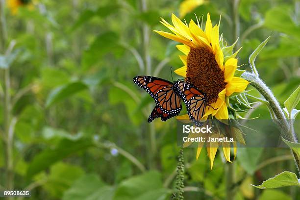 Две Бабочки Монарх Посетить Sunflower — стоковые фотографии и другие картинки Бабочка - Бабочка, Без людей, Горизонтальный