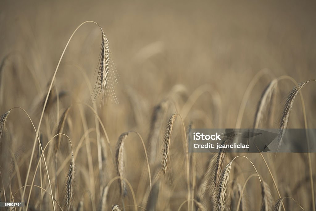 corn fleld - Lizenzfrei Bildhintergrund Stock-Foto