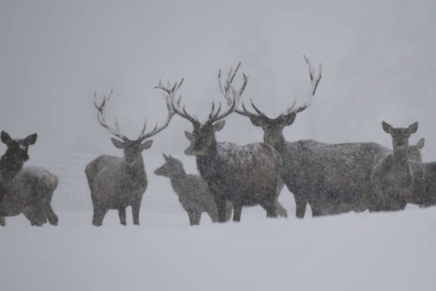 istock Deers during the heavy snowing in the winter snow 895087770