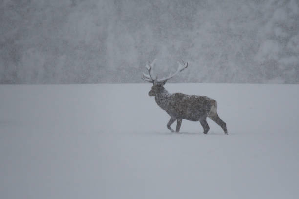 istock Deers during the heavy snowing in the winter snow 895088646