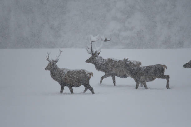 istock Deers during the heavy snowing in the winter snow 895088724