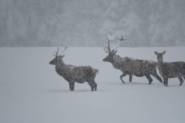 istock Deers during the heavy snowing in the winter snow 895088726