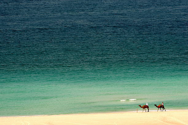 Camels on the beach stock photo