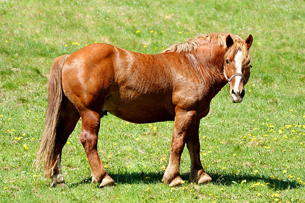 Asil Arabian horses (Asil means - this arabian horses are of pure egyptian descent) - mare in gallop on pasture