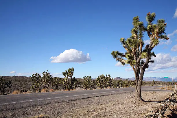 Joshua tree-Mojave desert-Arizona