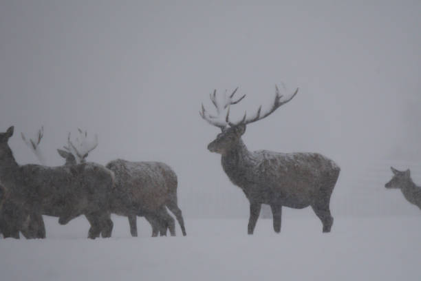 istock Deers during the heavy snowing in the winter snow 895093558