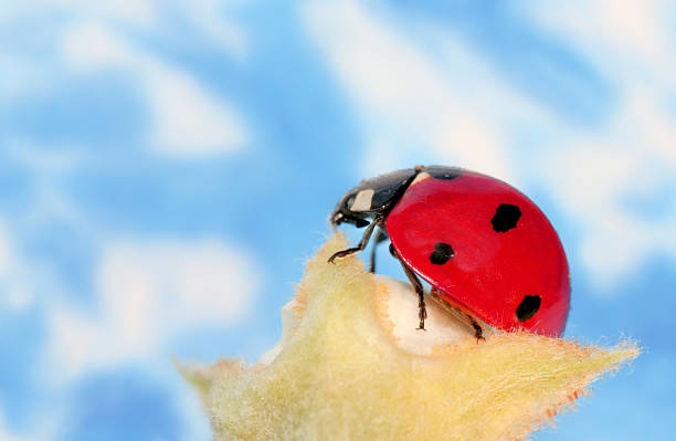 coccinelle contre ciel bleu - ladybug moving up single flower close to photos et images de collection