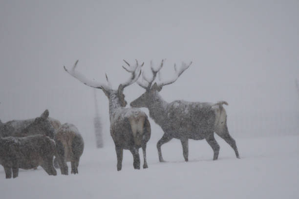 istock Deers during the heavy snowing in the winter snow 895093644