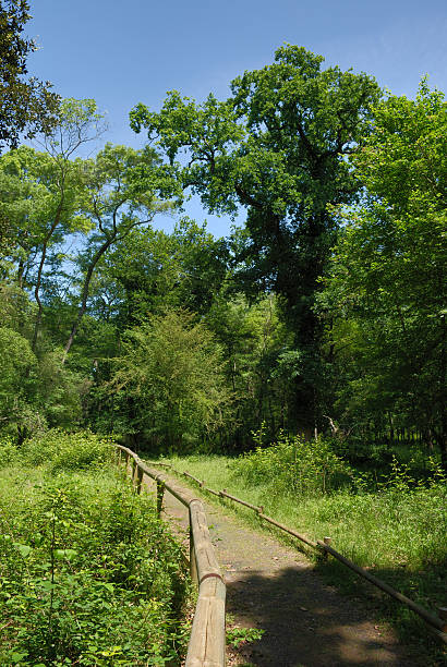 Path in the forest stock photo