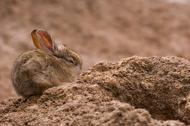 Desert Cottontail stock photo