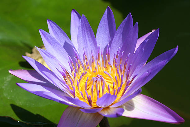 istock Purple Water Lotus 89509977