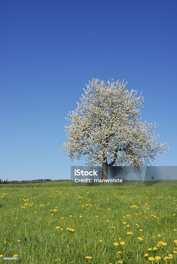 Весна - Стоковые фото Альгой роялти-фри