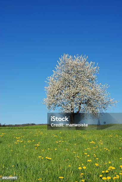 Весна — стоковые фотографии и другие картинки Альгой - Альгой, Бавария, Без людей