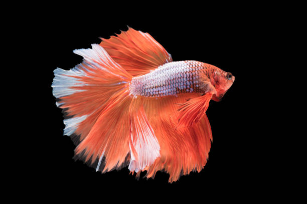 istock beautiful betta splendens isolated on black background 895100644