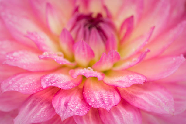 istock The centre of a pink Dahlia flower. 895100664