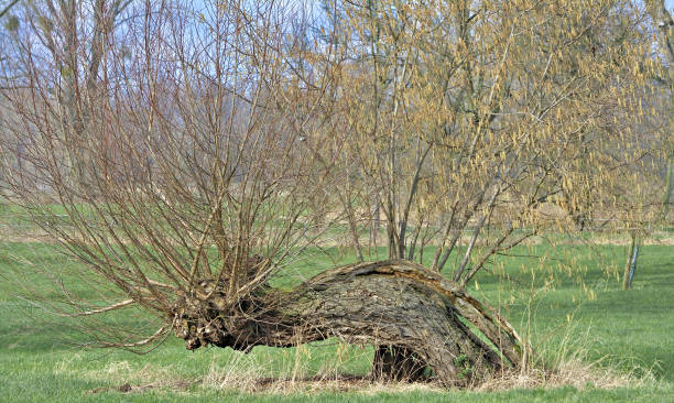 Basket Willow,traditional Tree in Rhineland,Germany